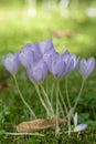 Kotschys Crocus kotschyanus goblet-shaped pale lilac-blue flowers